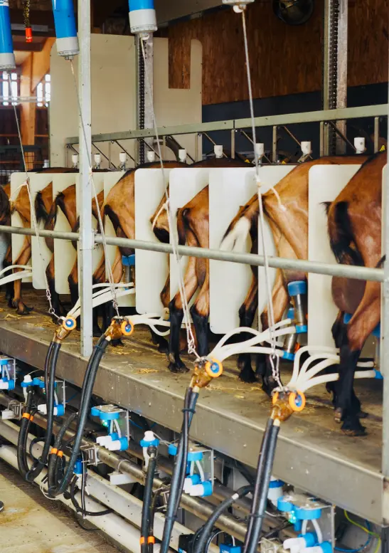 Producteur Formage Chèvres Charente | Chèvres de Sireuil.